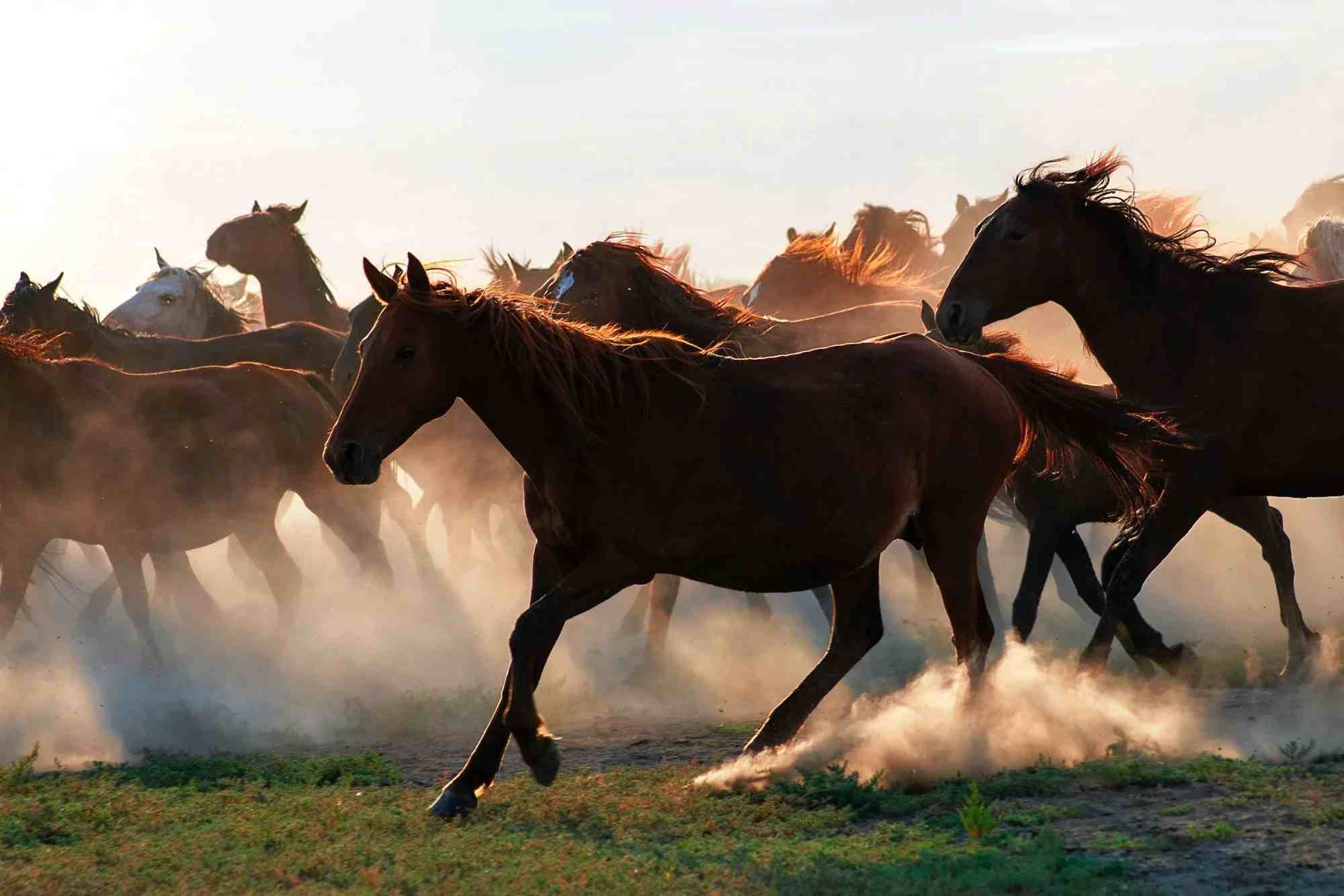 Gallop Top 10 Horses